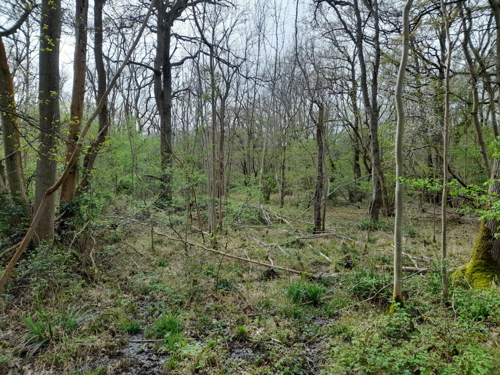 Dense trees surrounded by mud
