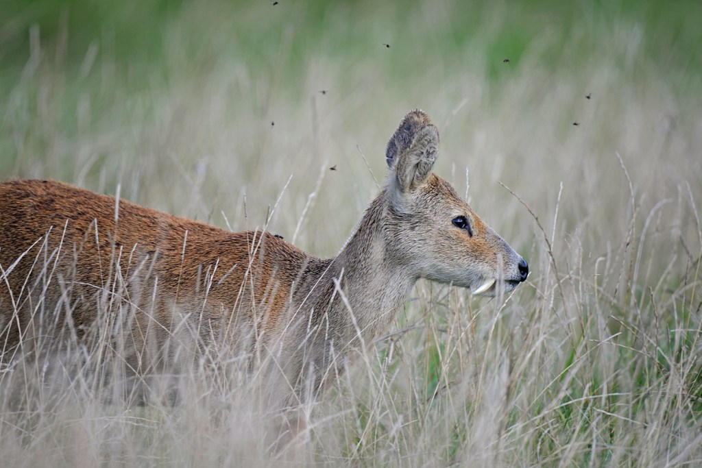 Chinese water deer in long grass, with prominent tusks and flies buzzing overhead